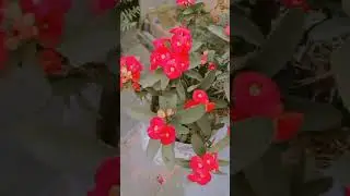 beautiful flowers#gardenworld #nature #beautiful #gardeningplants #flowerworld