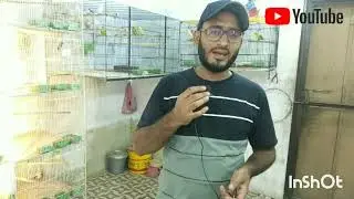 lovebird setup visit Senior Breeder Mumtaz Ahmed Aviary