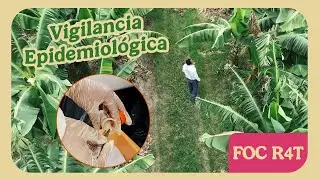 Con esta app podemos proteger los pl&aacute;tanos de M&eacute;xico | FOC R4T