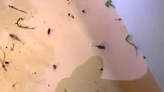 Vandhuller med Anders Kofoed og GoLittle