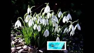Florea Constantin:Prieten drag