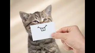 Angry Cat Meow very Loud! - Cat going Crazy with this sounds