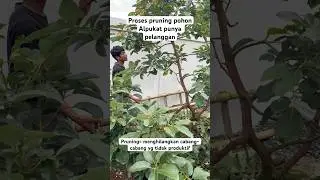 Jangan lupa dipruning ya sobat tani #pruningtips #shorts #youtubeshorts #qbawortani