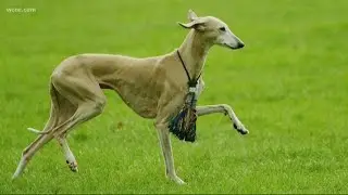 American Kennel Club adds 'Azawakh' to list of recognized breeds