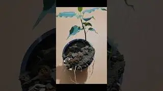 Small Peepal Plant Growing Fast 🌱 | Amazing Root Growth in Tiny Pot #shortvideo #peepal #gardening