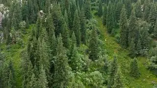 Lush forest with conifer and deciduous trees in mountains, dolly forward camera movement drone view