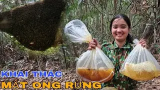 Một Ngày Đi Săn Mật Ong Rừng Hoang Dã