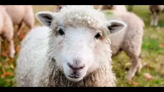 Sheep and Lambs Baaing Sounds. Sheep Soundscape