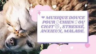 ❤️ Musique Pour ANIMAUX 🐾 Chien 🐶 ou Chat 😻 , stress&eacute;, anxieux, malade.