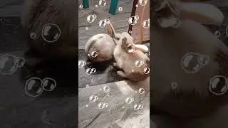 Splashy fun times 🐰💦 Playing with bubbles & besties! #BunnyPlaytime #WaterBubbleFun #FluffyFriends 😄