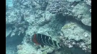 Great Barrier Reef. Llewellyn reef. 16-01-2026