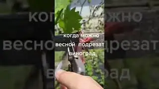 виноград когда можно подрезать весной #просто #plant #gardening