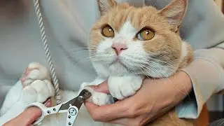 褒めて育てる｜パパと愛猫の休日ルーティン【猫との暮らし方】