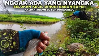 🍃SELOKKAN KECIL DIHUNI WADER BABON SUPER💥mancing derbang umpan roti di Purworejo MS-563