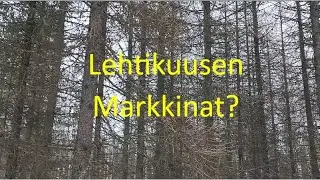 Lehtikuusen markkinat?
