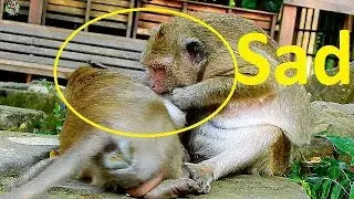WOW!!! Why mom Popeye bite her son Sweetpea till cry? |Sweetpea lover mom Popeye so much need nurse|