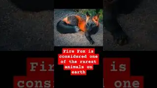 Fire Fox is considered one of the rarest animals on earth