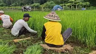 THIS IS HOW! MANUAL RICE SEEDLING UPROOTING WITHOUT MACHINES - Agriculture Farming