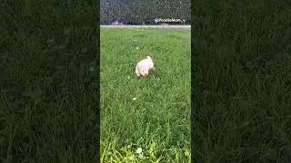 Little🥺Fluffy🐶Poodle #puppy #cute #poodle #puppypower #poodlepuppy #dogadventure #cute #pets #nature