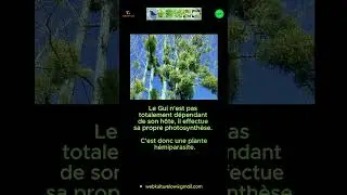 78 Le Gui 0.6 Pr&eacute;sentation