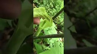 What does Jack and the pulpit look like