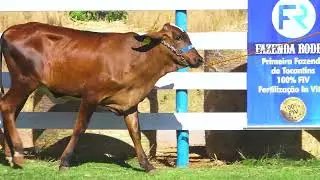 LOTE 24 BAIUCA FIV BLASKA FAZENDA RODEIO - 6316-CB