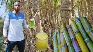 Summer Camping Eating sugarcane // Catching wild Snake