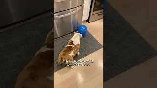 Such a brave potato! 💪🥔 #bulldog #englishbulldog #funnydogs #dog #pets