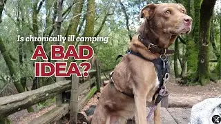 Testing Car Camping With Disabilities...& Dog!