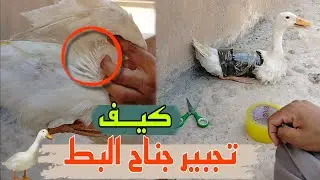 شاهد كيف يتم تجبير جناح البط بعد الكسر 🩻🦆🦢