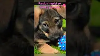 pejsci jakej se ti l&iacute;b&iacute; nejv&iacute;c napi&scaron; do com 🌸