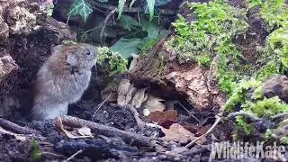Jan 30 Close up bank vole