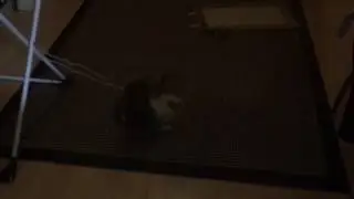 Katzen-Wolle