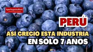 En solo siete años, Perú se consolidó como primer exportador de arándanos del mundo