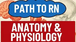 Chapter 6 Lymphatic system Part-5 : Tonsils 