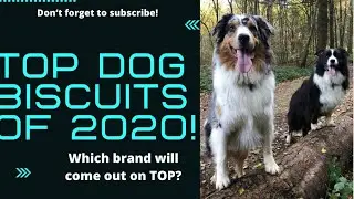 Top Dog Food Reviews of 2020!