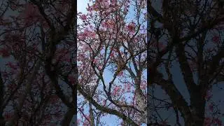 A gorgeous magnolia tree in bloom at the Butchart Gardens @butchartgardens~