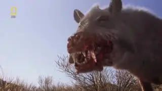 Доисторические хищники &mdash; Адский кабан  энтелодонДокументальные фильмы Nat Geo Wild HD
