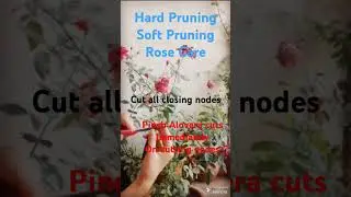 Rose Plants Care|| Hard Pruning and Soft Pruning || #Rose Plants# Shorts#Terrace Garden