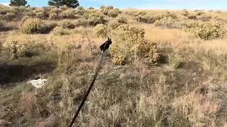 #Mantrailing #germanshepherd #searchandrescue #dogtraining #windsormeridian #tracking 