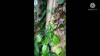 DAUN SIRIH - TANAMAN MERAMBAT BERKHASIAT GUYS #tanamanhias #bonsai #bunga #daunsirih @tanisaja