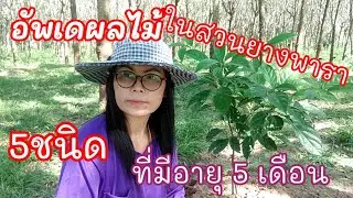 ปลูกสวนผลไม้ในสวนยางพารา #อัพเดทผลไม้ 5 ชนิดอายุ 5 เดือนในสวนยางพารา#การบำรุงดูแล (EP.75)