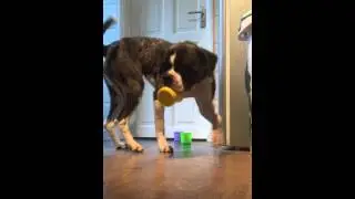 Emma Gunary clicker training. Excited rescue dog learning to stack cups. Assistance dog trick
