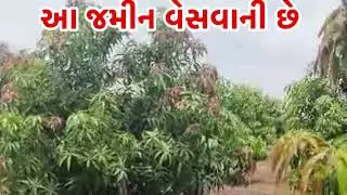 આ જમીન વેસવાની ૨૪ ગુઢા નો વિઘો #amareli#keshod #rajkot #gondal #