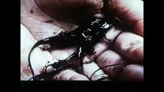 Achintee Newts