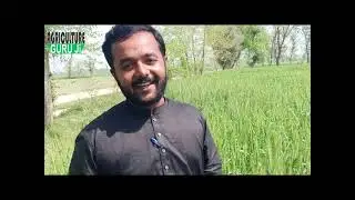 Wheat Sowing Method (گندم اگانے کا طریقہ) Time Of Sowing & Irrigation and Use Of Fertilizer