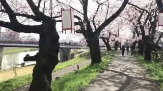 Cherry blossoms along Asuwa river-Fukui city Japan