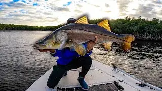 Tossing HUGE LIVE BAIT at MASSIVE SNOOK