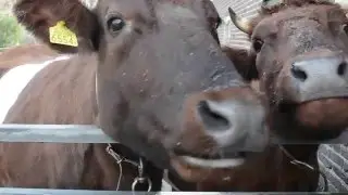 Dieren op de kinderboerderij