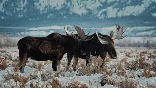 Jackson Hole Tourism 